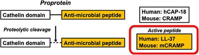 The Role of T Cells Reactive to the Cathelicidin Antimicrobial Peptide LL-37 in Acute Coronary Syndrome and Plaque Calcification